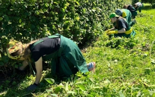 Студенты проходят практику в садово-парковых предприятиях Петербурга