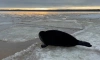 С начала 2021 года в Петербурге спасли 19 тюленей