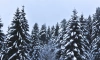 Житель Ленобласти наткнулся на останки женщины во время катания на снегоходе в лесу