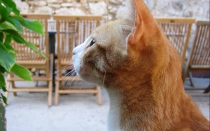 Волонтеры из Ленобласти приютят домашних животных мобилизованных горожан