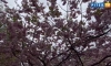 В Ботаническому саду зацветет сакура к концу апреля