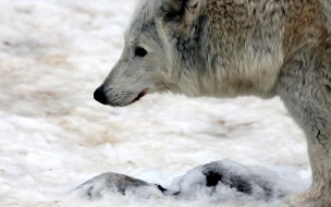 За прошлую неделю в Ленобласти отстрелили 17 волков