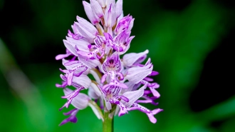 В Ленобласти запечатлели цветение редких диких орхидей