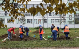 На прошлой неделе в Петербурге высадили более 1100 деревьев и 3700 кустарников