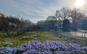 Ботанический сад Петра Великого реконструируют за 258 млн рублей