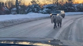 Под Всеволожском водители едва не задавили гуляющего по дороге пони