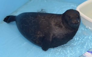В Центре по спасению тюленей появился новый подопечный 