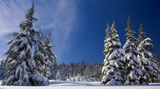 Лесничий рассказал, как законно срубить в лесу новогоднюю елку 