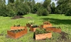 В Купчино воссоздали школьный огород, который существовал 100 лет назад