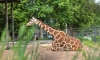 В Ленинградском зоопарке в День жирафа показали грациозную Соню