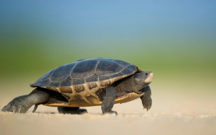 Росприроднадзор пресек продажу красноухих черепах в Девяткино