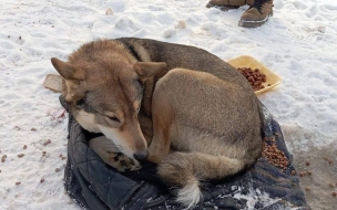 Собаку, брошенную на морозе бывшими хозяевами, продолжают всем миром спасать жители Ленобласти