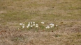В Павловске заметили первые весенние цветы