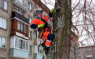 Сотрудники "Кошкиспас" рассказали о необходимости оперативного спасения животных зимой