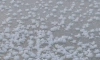 "Ледяные цветы" заметили в парке 300-летия Петербурга