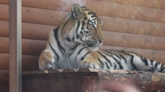Тигру Зевсу из Ленинградского зоопарка исполнилось два года