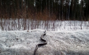 На дорогах Ленобласти можно увидеть змей