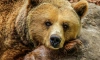 Росприроднадзор Ленобласти рассказал, как вести себя при встрече с медведем