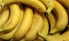 Петербуржцам рассказали, можно ли заразиться "кровяной болезнью" от бананов