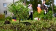 В Кировском районе Ленобласти высадили сосны и рябины ...