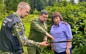 В Павловске следователи нашли немецкий капонир