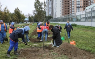 Около 200 тыс. петербуржцев приняли участие в Дне благоустройства