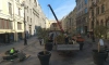 В центре Петербурга высадили декоративные двухметровые яблони