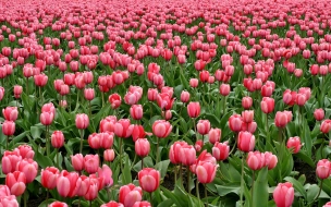 В Ленобласти к 8 марта вырастили 1,3 млн тюльпанов и 2,5 млн роз