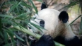 Бактерии кишечника помогают пандам набирать вес на ...