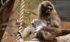 Петербуржцы могут выбрать имя для детеныша гиббонов в Ленинградском зоопарке