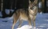 Численность волков в Ленобласти находится на стабильном уровне