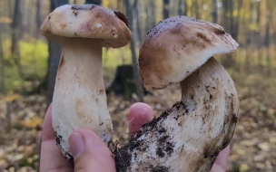 В Удельном парке выросли белье грибы