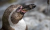 Палеонтологи нашли в Новой Зеландии окаменелости гигантских пингвинов 