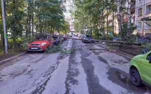 Шторм в Петербурге повалил более 260 деревьев