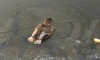 Петербуржцам рассказали, что делать, если утка примёрзла ко льду