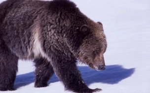 Биолог рассказал, как вести себя при встрече с медведем в лесу