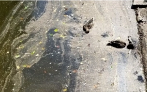 В пруду Удельного парка погибли две утки 