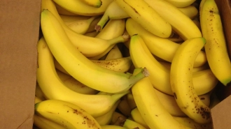 В партии бананов из Эквадора в порту Петербурга нашли 60 кг кокаина