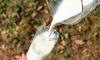  Ленобласть нарастила производство молока на 7%