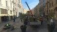 В центре Петербурга высадили декоративные двухметровые ...