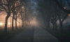 МЧС: в Петербурге 29 февраля ожидается туман