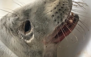 В Сосновом Бору спасли истощенную самку тюленя 