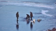 Два человека ушли под лед Финского залива во время ...