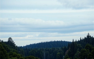В Ленобласти 22 июня ожидается переменная облачность
