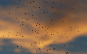 Эксперт предположил, что массового нашествия комаров в этом году не ожидается