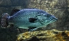 Ученые выяснили, что у рыб может возникать наркозависимость 