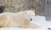 В Ленинградском зоопарке 3 декабря отметят день рождения белой медведицы Хаарчааны