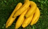 Стало известно, исчезнут ли бананы с прилавков Петербурга