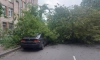 Дерево придавило 4 машины в переулке Декабристов 