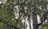 В Выборгском парке на берёзе выросла новая берёза